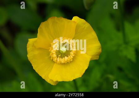 Papavero giallo, papavero gallese, fiore da vicino Foto Stock