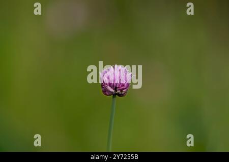 Fiore di erba cipollina con sfondo verde sfocato Foto Stock
