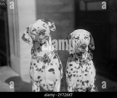 "Spotted" allo Show. Questi due cuccioli dalmati premiati sono stati visti all'odierno (giovedì) British Dalmatian Club Championship Show, presso Seymour Hall. I cuccioli sono la signora E.. Deranor Dynah di Jubb e Gay Ripley Rascal di Kirby-Muxloe, vicino a Leicester. 18 marzo 1948. Foto Stock