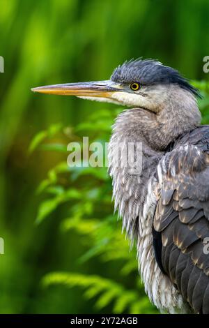 Grazia in primo piano: Un primo piano di un airone, che mostra il suo sguardo affilato e il suo elegante portamento, un vero simbolo di pazienza e bellezza in natura. Foto Stock