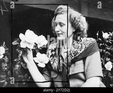 Questo bell'esemplare di rosa, giallo dorato e bordato di rosa vivido è una delle mostre premiate all'odierno National Rose Society's Autumn Show, che si terrà presso la nuova Horticultural Hall di Londra. Con la sua è vista Miss Nancy Cope, segretaria dei coltivatori, signori Wheatcroft e Nottingham. Il seme di questa fioritura è stato originariamente importato dalla Francia e ha ricevuto il nome di "pace”. Oggi è stata premiata con due medaglie d'oro per la migliore rosa della mostra e per essere stata l'unica nuova rosa tra le mostre di oggi. 19 settembre 1947 Foto Stock