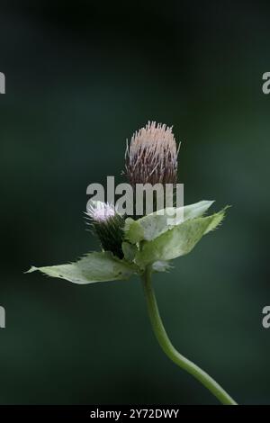 Cardo di cavolo (Cirsium oleraceum) Svizzera agosto 2024 Foto Stock