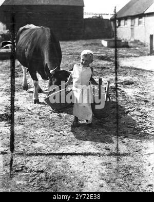 Little Jimmy Horton, di Newick, Sussex, ha solo 4 anni, ma si sta già rendendo utile nella fattoria di suo padre. Sta imparando a usare il latte da un po' di tempo ormai e sta rapidamente raggiungendo la competenza. Le mucche non hanno terrori per lui e lui è abbastanza a casa con tutti loro. Le immagini mostrano: "Daisy", uno dei preferiti di Jimmy, lo segue docile nella mungitura Said, con il secchio in una mano e una tregua Sussex nell'altra, Jimmy guarda ogni centimetro l'esperto "Farmers boy" 22 agosto 1947 Foto Stock