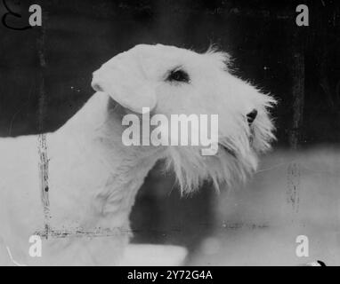 Ventmoor Catinka Two, una Sealyham esposta oggi al National terrier Championship Show presso la National Hall, Olympia, di Mrs i Mercer, di Kington, Hereford, mette la sua migliore espressione per la camera. 8 luglio 1947 Foto Stock