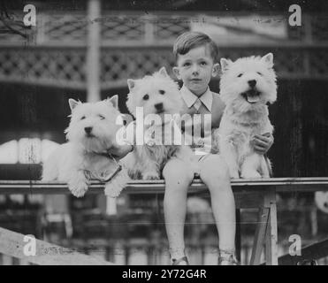 Il trio di West Highland terrier mostrato oggi alla National terrier Championship Show presso National Hall, Olympia, nella foto con il maestro Hughie Baker, figlio della loro libertà. La signora NM Baxter di Burton a Trent. Sono stuzzichini di heathcolne, pepetto di Heathcolne e Heathcolne Miss muffet. 8 luglio 1947 Foto Stock