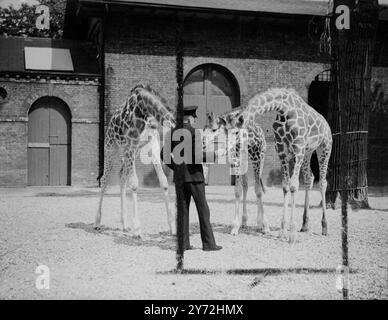 Queste due giraffe del Kenya, sono cottage sulla sinistra e Baringo, che è arrivato allo zoo di Londra 7 mesi fa, hanno partecipato al loro primo pasto nel paddock aperto e allo stesso tempo escono per un tratto e uno sguardo al nostro clima inglese 28 maggio 1947 Foto Stock