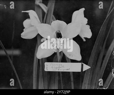 Nella foto di oggi al Chelsea Flower Show c'è stato questo singolo Cymbidium Princess Elizabeth della Variety Vanguard. Questa orchidea è stata vista con molto interesse dalla famiglia reale quando hanno partecipato allo spettacolo ieri sera, essendo stata chiamata così in onore della principessa Elisabetta di recente. 21 maggio 1947 Foto Stock