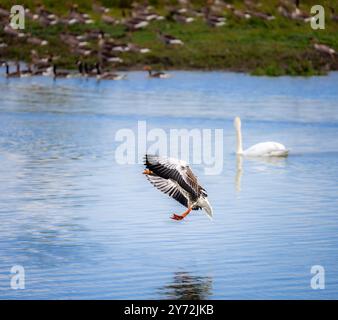 Primo piano di un uccellino d'oca volante Foto Stock