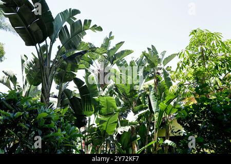 Affascinante casa in stile spagnolo con giardino lussureggiante, caratterizzata da alte palme, vegetazione e un vialetto in mattoni che conduce ad un garage. Foto Stock