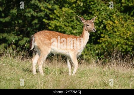 Estate Regno Unito, Fallow Fawn in Early Evening Light Foto Stock