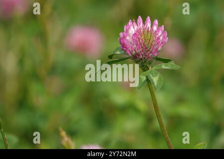 Summer UK, Red Clover Foto Stock