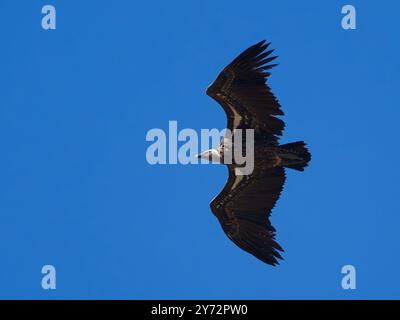 L'avvoltoio di Rüppell, Gyps rueppelli, chiamato anche avvoltoio griffon di Rüppell, si innalza in un cielo blu brillante. Foto Stock