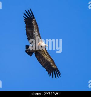 Un avvoltoio griffon eurasiatico, Gyps fulvus, noto anche come avvoltoio griffon, fotografato sorvolando in un cielo blu brillante. Foto Stock