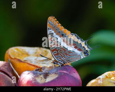 Charaxes jasius, il pascià a due code Foto Stock