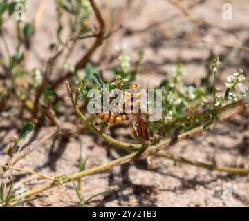 Un membro delle tipiche vespe e degli alleati Weevil, una variopinta vespa bicornuta di Cerceris arroccata su una pianta in fiore in Colorado Foto Stock