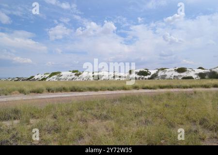 Incredibile contrasto tra dune bianche luminose e lussureggiante vegetazione verde nel White Sands National Park, New Mexico, Un paesaggio desertico raro e bellissimo Foto Stock