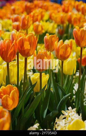 Tulipani di colore arancione e giallo in fiore Foto Stock