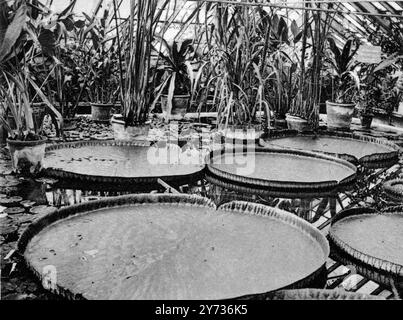 Una foglia di circa sette piedi di diametro : la grande ninfea Victoria Regia a foglia piena che di recente ha prodotto un fiore , i Royal Botanic Gardens , Londra , Inghilterra . 28 agosto 1920 Foto Stock