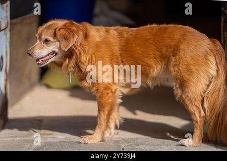 Nova Scotia Duck Tolling Retriever in piedi sulla porta. Vista laterale del dispositivo di recupero del pedaggio dell'anatra della nuova Scozia (Toller Dog). Foto Stock