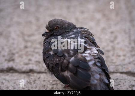 Colomba cittadina o piccione selvatico (Columba livia domestica) con l'occhio arancione sul marciapiede della città. Foto Stock