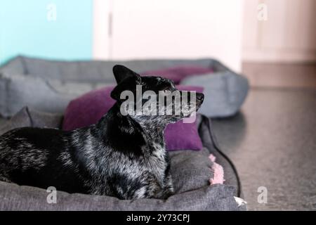 Cane nero e grigio seduto su un morbido letto in una camera. Foto Stock