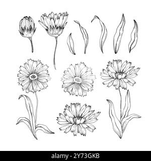 Ramo di Calendula disegnato a mano. Illustrazione disegnata con linee su sfondo bianco. Illustrazione Vettoriale