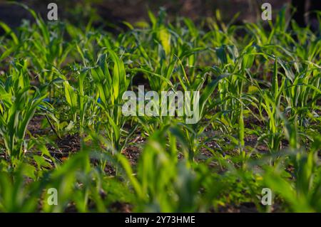 vista delle giovani piante di mais nel giardino al mattino Foto Stock