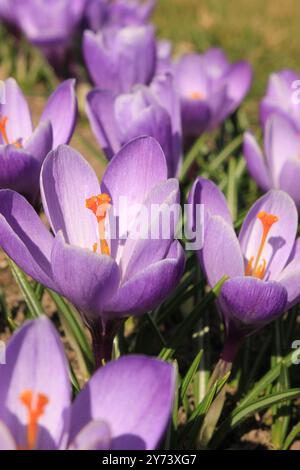 Violet Crocuses in piena fioritura Foto Stock