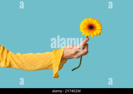 Mano femminile che tiene in mano un bellissimo fiore giallo di gerbera su sfondo blu Foto Stock