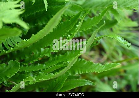 Fronde ondulate di felce di lingua Hart, Asplenium scolopendrium Crispum Group nel Regno Unito Garden May Foto Stock