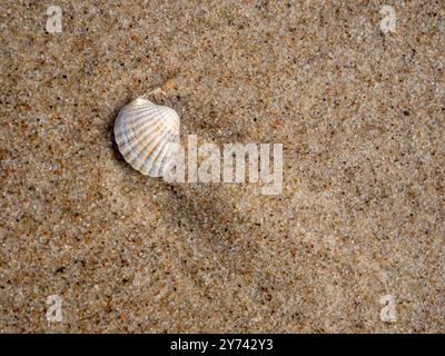 Vista dall'alto di una conchiglia distesa sulla sabbia della spiaggia, tema delle vacanze, sfondo luminoso, spazio per testo. Foto Stock