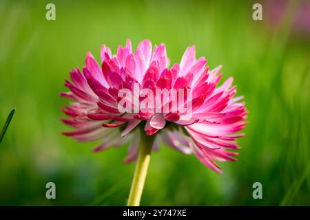 Daisy con tanto bokeh su un prato. luminoso fuori fuoco sul fiore. Foto Stock