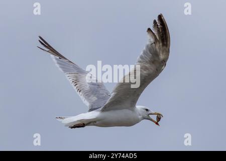 Gabbiano dalle zampe gialle, un scavatore costiero, si nutre di pesci e scarti. Foto scattata in Europa o nel Mediterraneo. Foto Stock