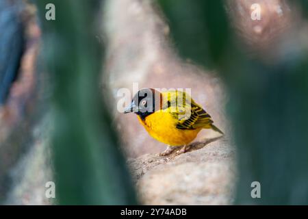 Village weaver, un uccello mangiatore di semi, costruisce nidi nelle colonie. Foto scattata nell'Africa subsahariana. Foto Stock