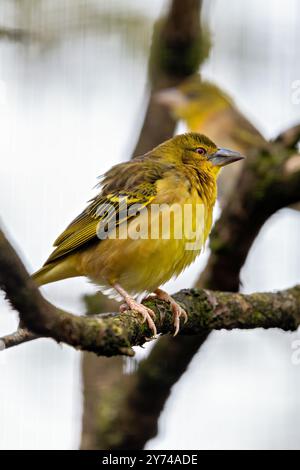 Village weaver, un uccello mangiatore di semi, costruisce nidi nelle colonie. Foto scattata nell'Africa subsahariana. Foto Stock