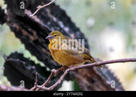 Village weaver, un uccello mangiatore di semi, costruisce nidi nelle colonie. Foto scattata nell'Africa subsahariana. Foto Stock