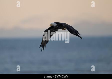 Aquila calva che vola nel Lake Clark National Park in Alaska Foto Stock