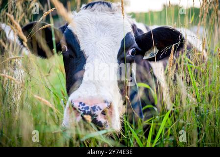 Fotografia di una mucca da latte da vicino in un alto campo erboso Foto Stock