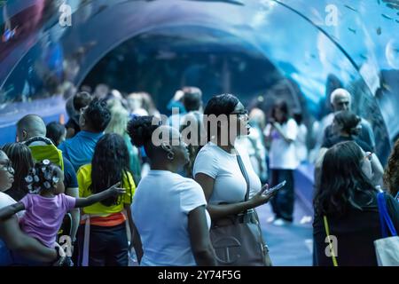 I visitatori del Georgia Aquarium di Atlanta godono di vedute attraverso il tunnel acrilico di squali balena, mante e una miriade di altre forme di vita marina. Foto Stock