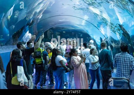 I visitatori del Georgia Aquarium di Atlanta godono di vedute attraverso il tunnel acrilico di squali balena, mante e una miriade di altre forme di vita marina. Foto Stock