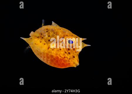 Stadio larvale di un pesce covino, Lactoria sp, del pesce di barriera della famiglia Ostraciidae. Fotografato di notte durante un'immersione blackwater nell'oceano Pacifico aperto Foto Stock