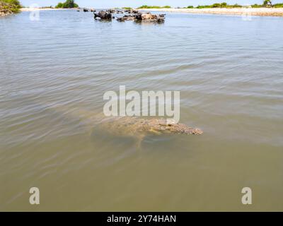 Questi bufali domestici asiatici d'acqua, Bubalus arnee, condividono questo fiume con un coccodrillo d'acqua salata, Crocodylus porosus, vicino alla città di Baucau nel no Foto Stock