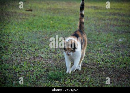 Un gatto sta camminando sull'erba. Il gatto è nero, bianco e arancione Foto Stock