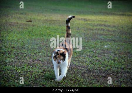 Un gatto sta camminando sull'erba in un parco. Il gatto è marrone, bianco e nero Foto Stock