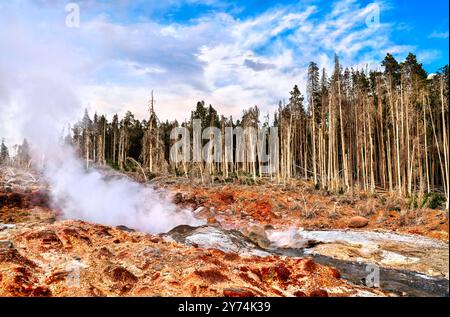 Geyser Steamboat e alberi morti al Norris Geyser Basin nel parco nazionale di Yellowstone, Stati Uniti Foto Stock
