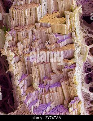 Fibra muscolare scheletrica. Micrografia elettronica a scansione colorata (SEM) di una fibra muscolare scheletrica (o striata) congelata. La fratturazione della fibra ha rivelato che è costituita da un fascio di fibre più piccole chiamate miofibrille. Questi misurano circa 1-2 micrometri (milionesimi di metro) di diametro. La fibra ha una guaina di tessuto connettivo (endomisio) che viene vista come i fili sparsi intorno all'immagine. Il muscolo scheletrico, chiamato perché le ossa scheletriche vengono spostate con questo muscolo, è sotto controllo volontario. Ingrandimento: X800 quando stampato largo 10 centimetri. Foto Stock