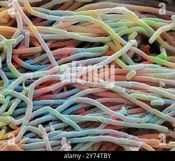 Bacillus megaterium colonia batterica, micrografia elettronica a scansione colorata (SEM). Questo batterio Gram positivo a forma di asta si trova nel suolo. È una delle cellule batteriche più grandi, con una lunghezza massima di quattro micrometri. Per questo motivo è un organismo popolare per la ricerca batterica. Ingrandimento: x4000 se stampato a 10 centimetri di larghezza. Foto Stock