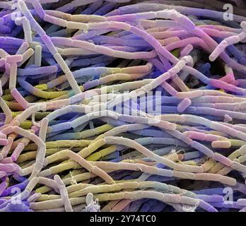 Bacillus megaterium colonia batterica, micrografia elettronica a scansione colorata (SEM). Questo batterio Gram positivo a forma di asta si trova nel suolo. È una delle cellule batteriche più grandi, con una lunghezza massima di quattro micrometri. Per questo motivo è un organismo popolare per la ricerca batterica. Ingrandimento: x4000 se stampato a 10 centimetri di larghezza. Foto Stock