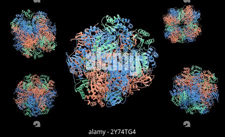 Illustrazione della struttura proteica della ribulosa-1,5-bisfofosfato carbossilasi/ossigenasi (Rubisco). Il Rubisco è la proteina più abbondante sulla Terra coinvolta nel processo di fotosintesi in piante, alghe e alcuni batteri. Foto Stock