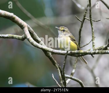 Vista ravvicinata di un uccello vireo dagli occhi bianchi appollaiato su un ramoscello di alberi nei boschi della città di dover, durante il giorno nel Tennessee, negli Stati Uniti Foto Stock